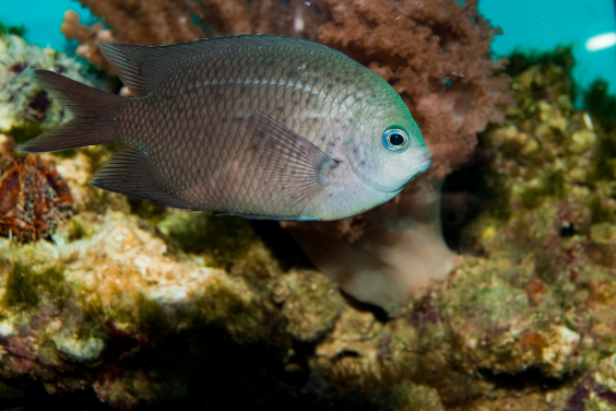 A. polyacanthus may possess evolved molecular toolkits to cope with future ocean acidification
 